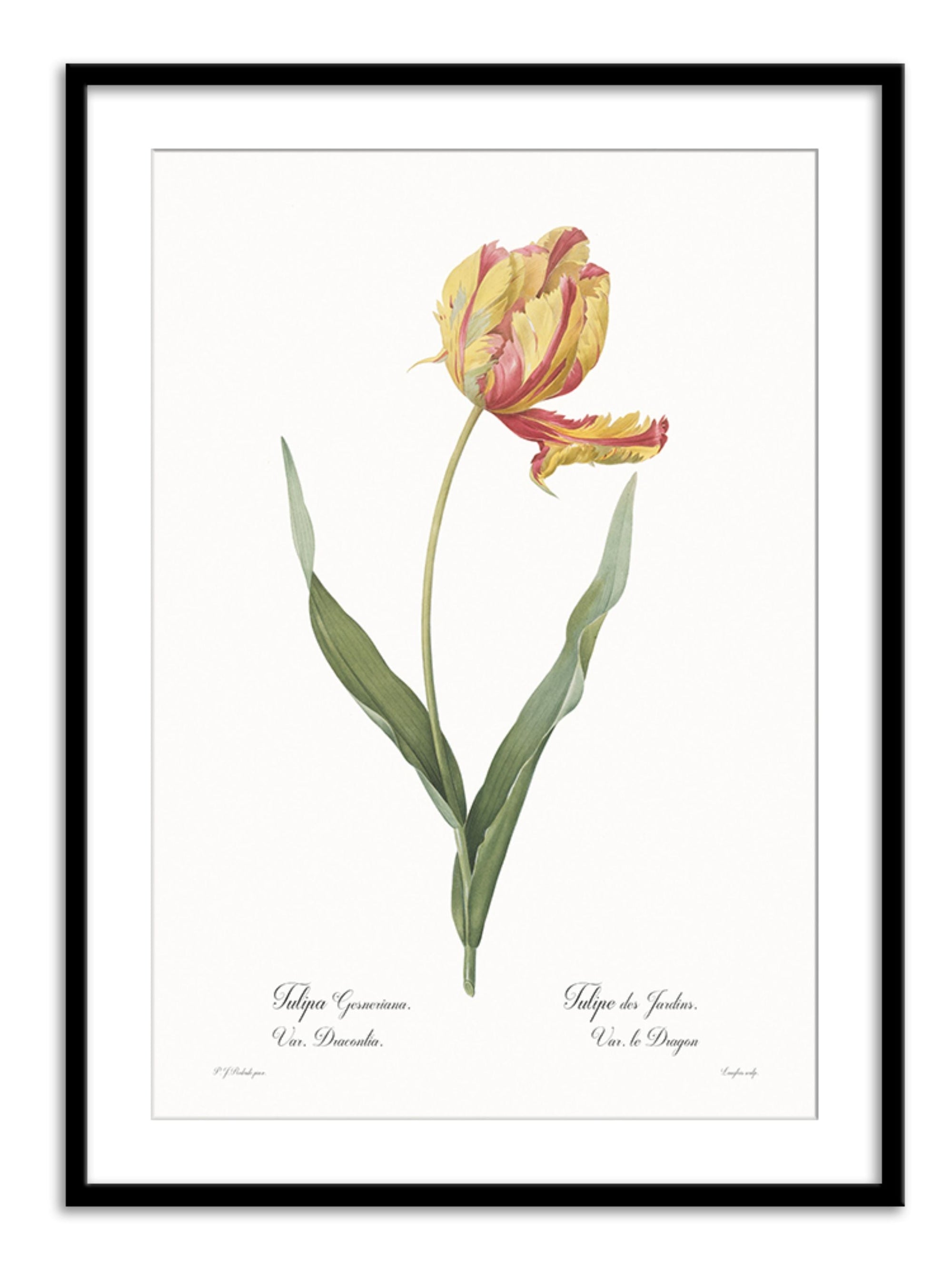 Wall Prints - Tulipa gesneriana
