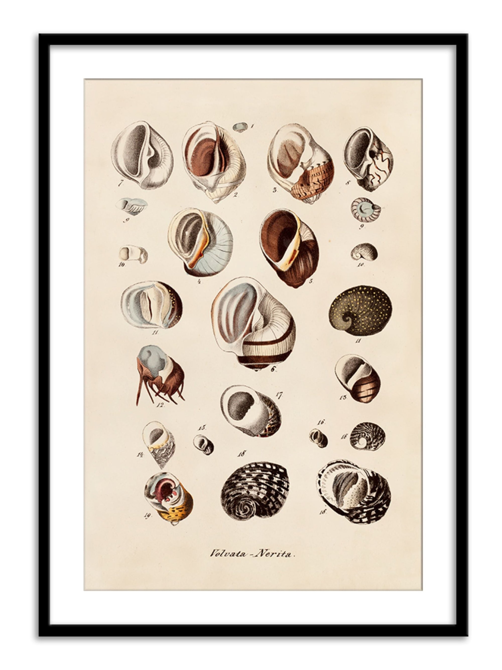 Wall Prints - Volvata - Nerita