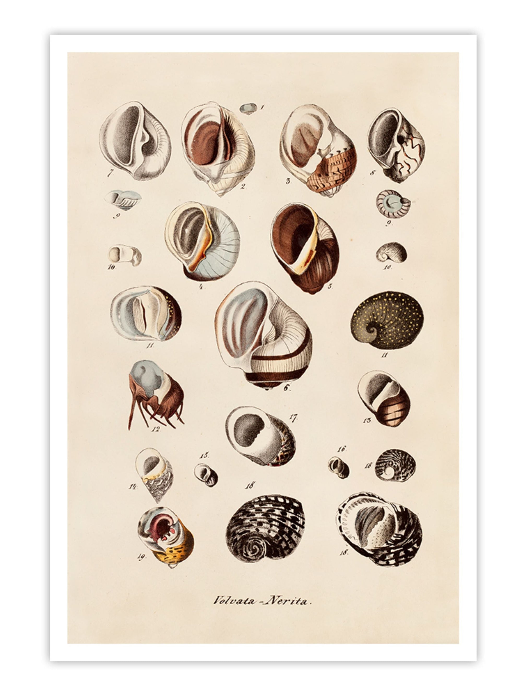 Wall Prints - Volvata - Nerita