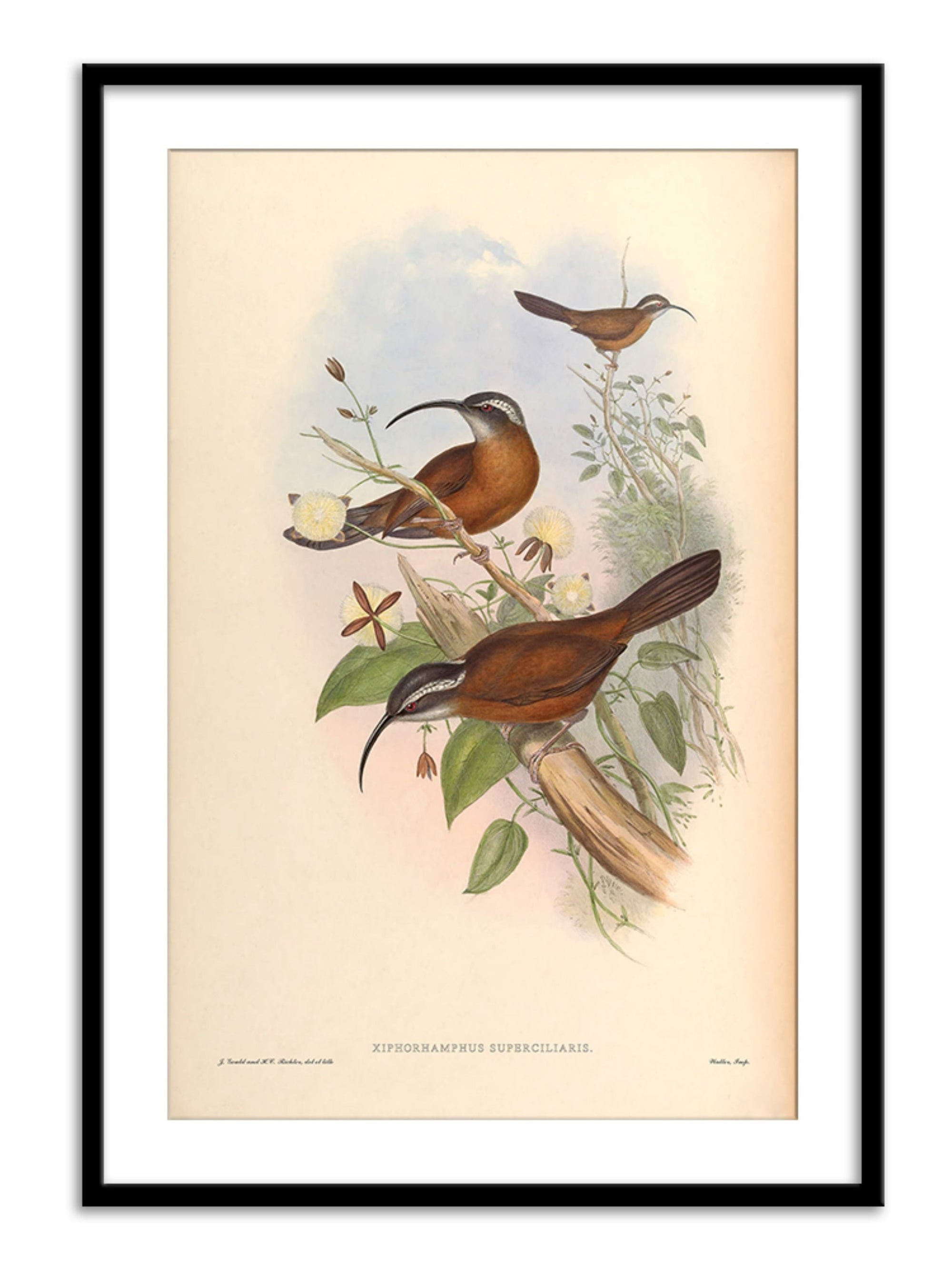 Wall Prints - Xiphorhamphus Superciliaris
