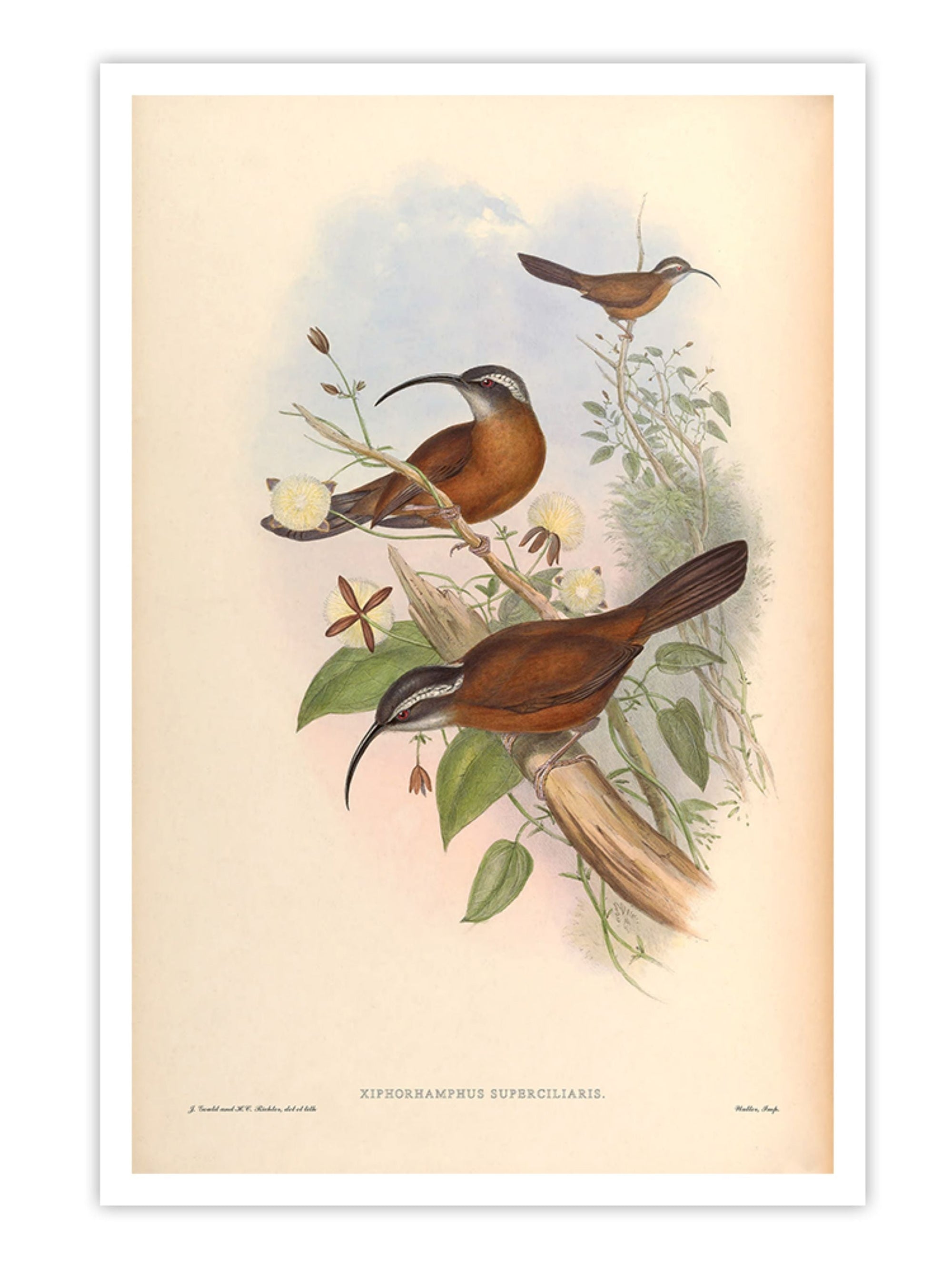 Wall Prints - Xiphorhamphus Superciliaris