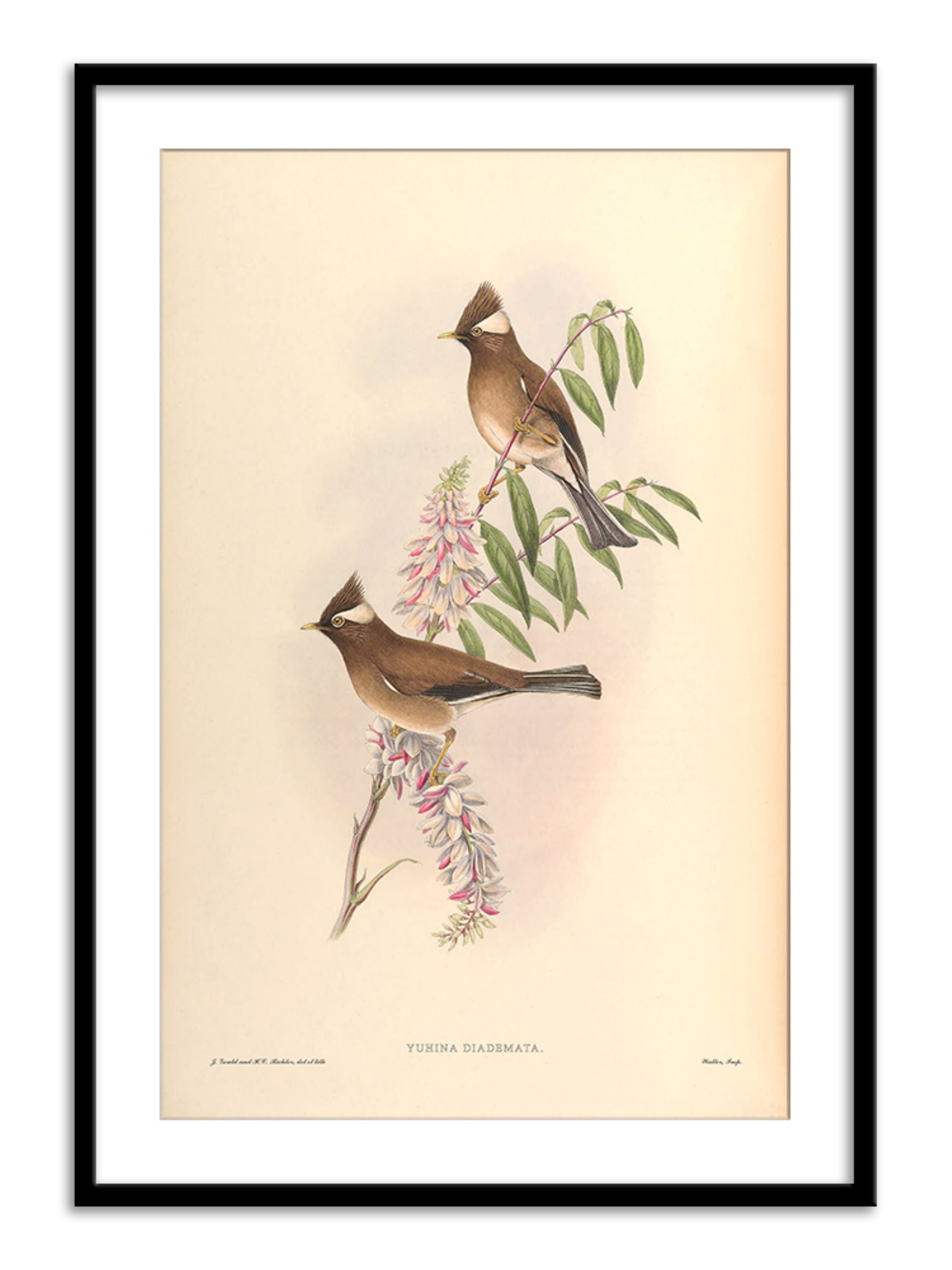 Wall Prints - Yuhina Diademata