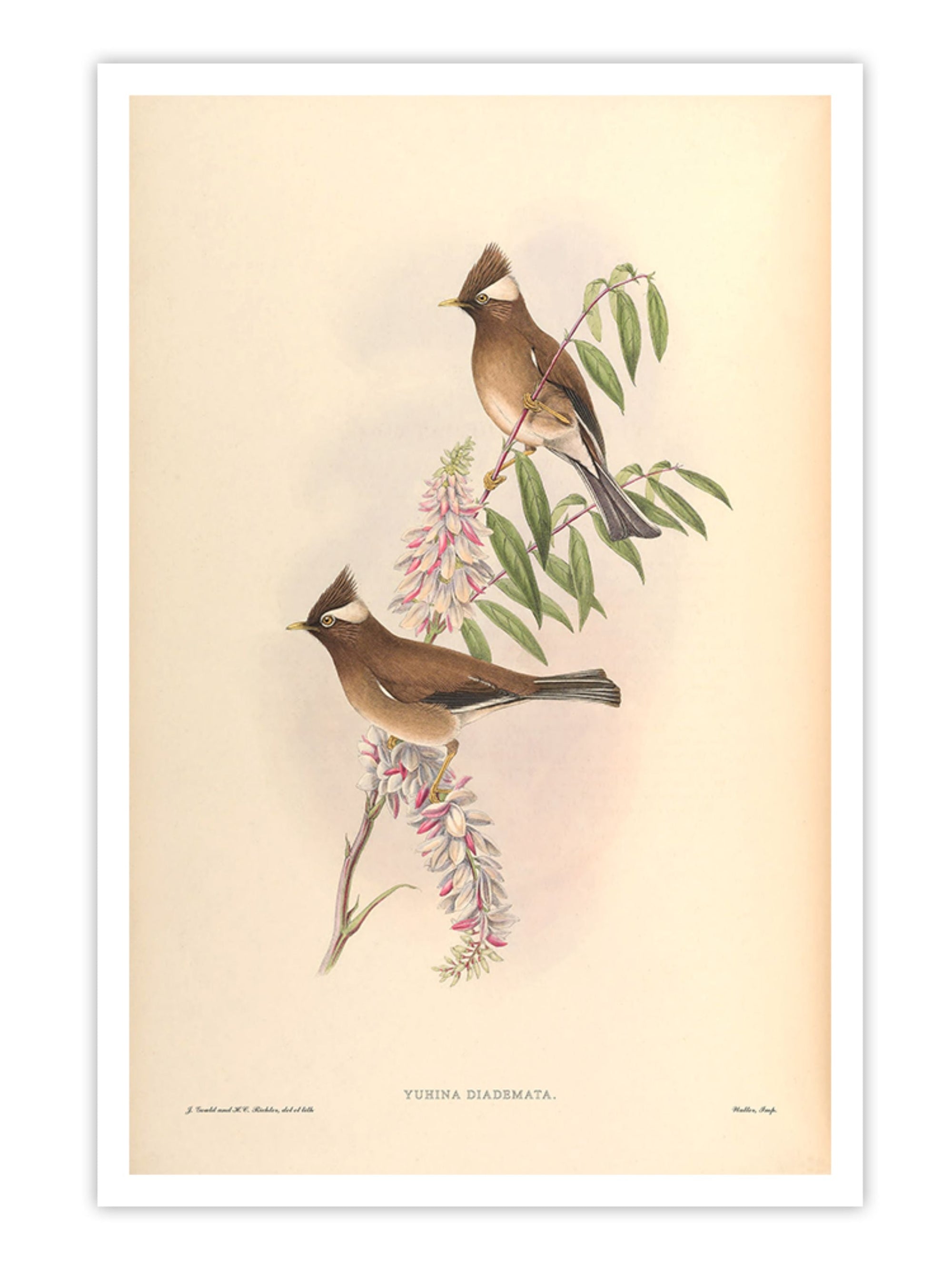 Wall Prints - Yuhina Diademata