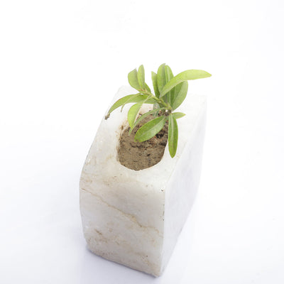 Semi Precious Planter - White