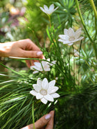 Fire Flower - Single flower stem (White)