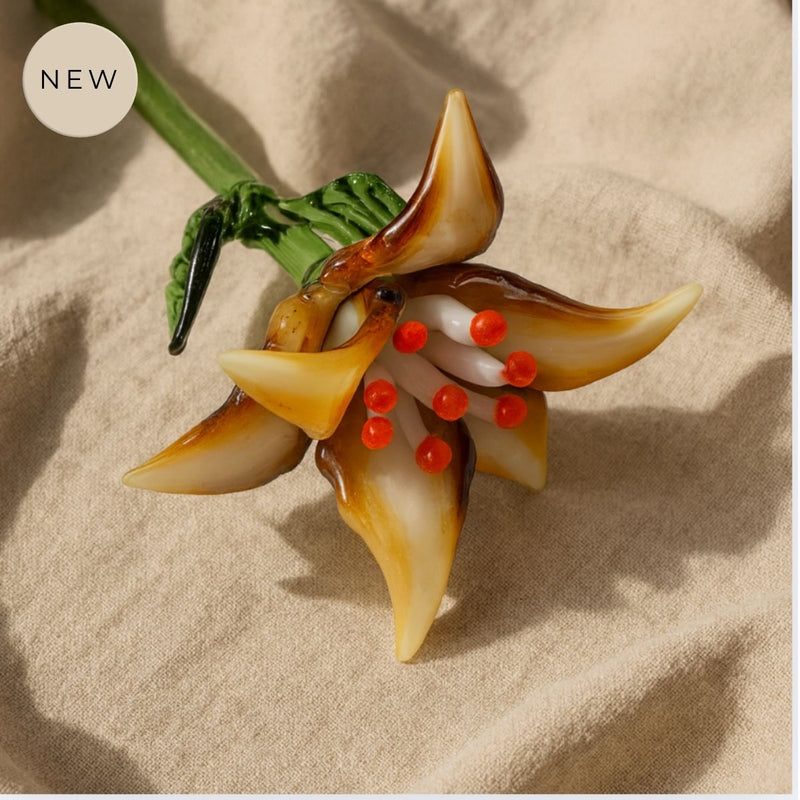 Amber Dawn Lily