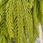 Christmas Garland ( Norfolk Pine Garland )