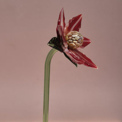 Crimson Magnolia