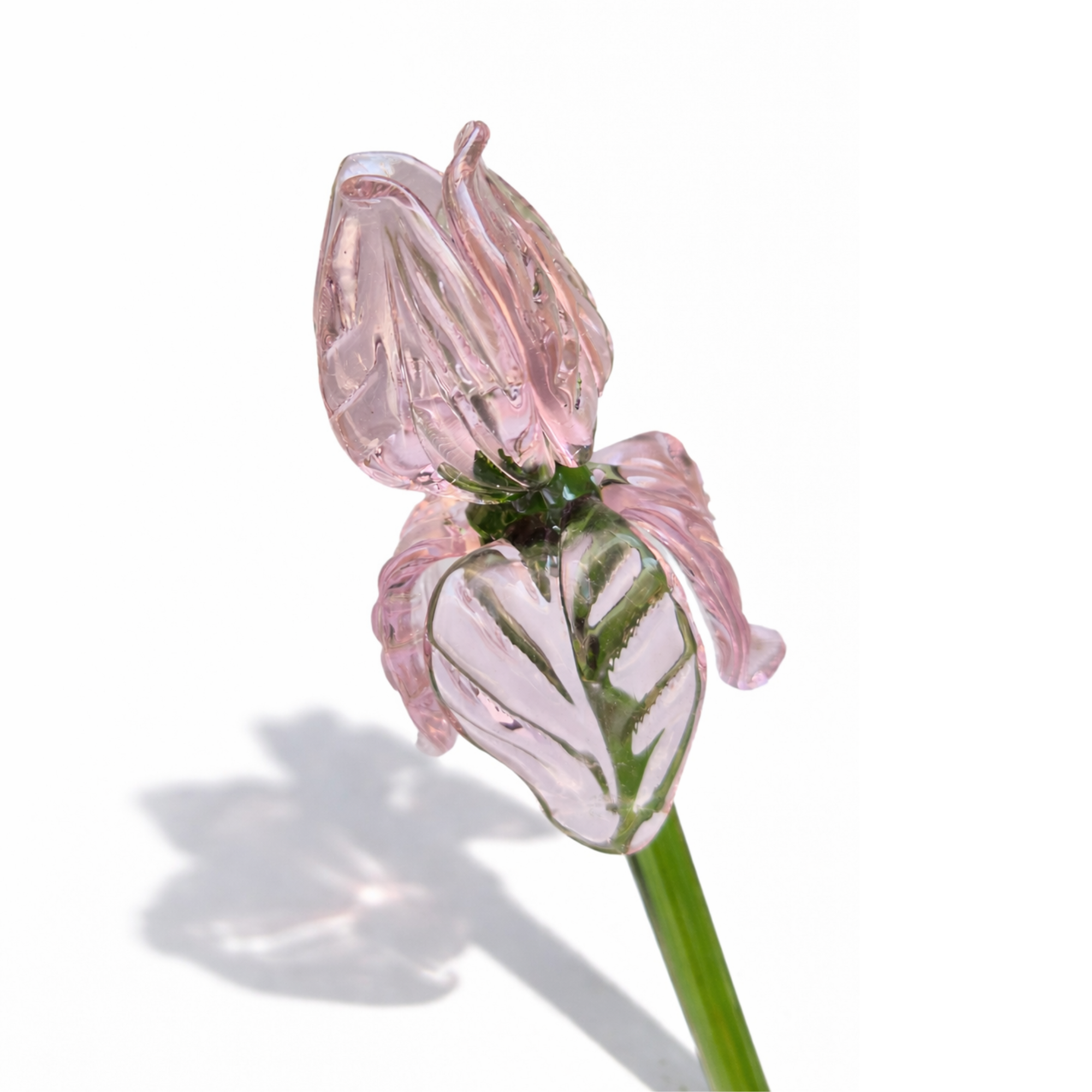 The Blush Sonata (Set of 8 Roses )