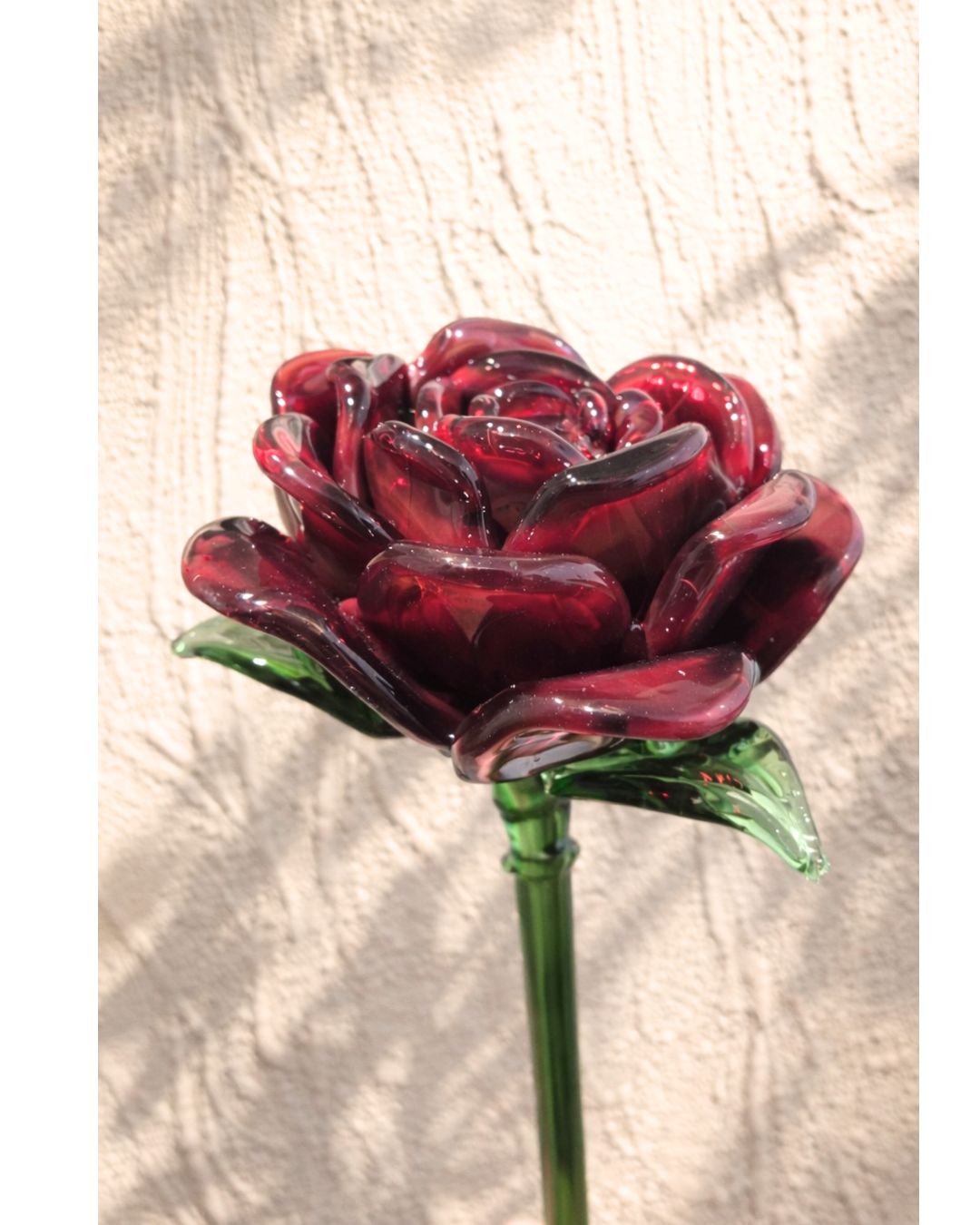 Crimson Crown Rose- Luxury Edition