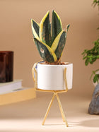 Agate Planter Blue