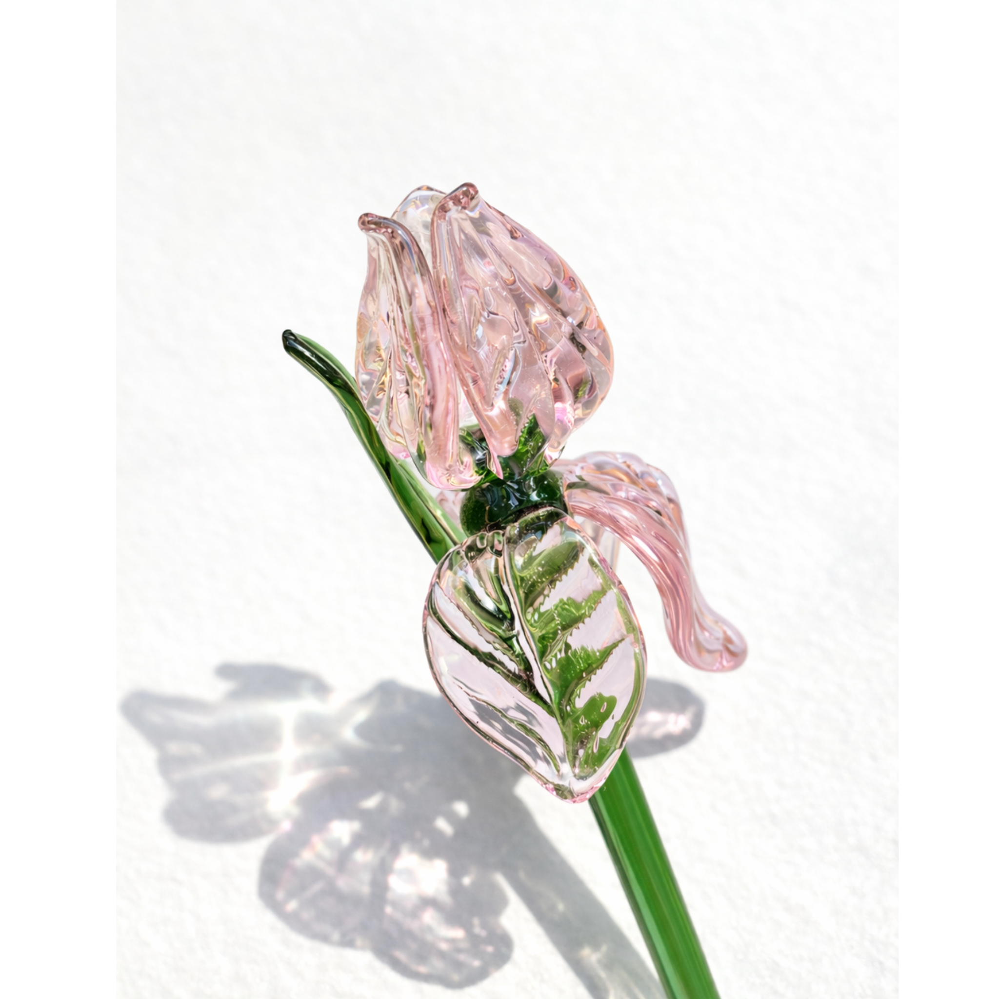 The Blush Sonata (Set of 8 Roses )
