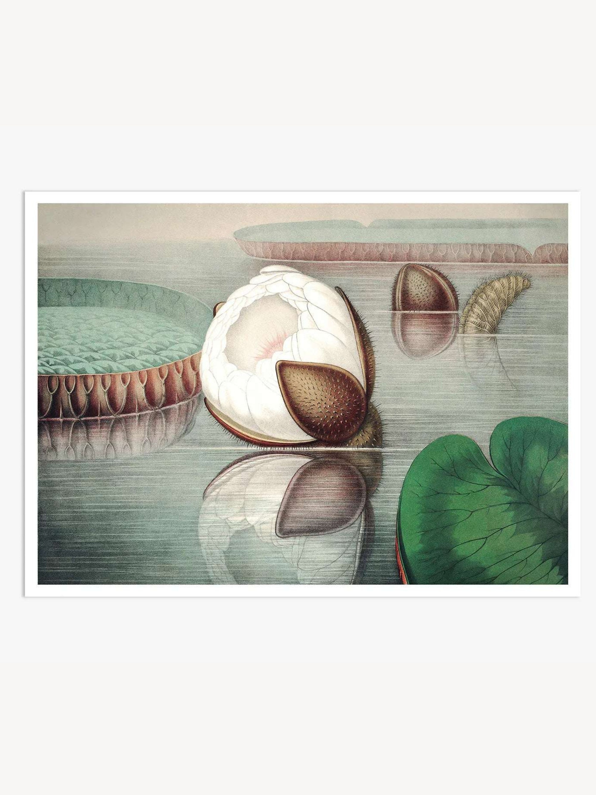 The Great Water Lily of America (1854) II Digital Art Print