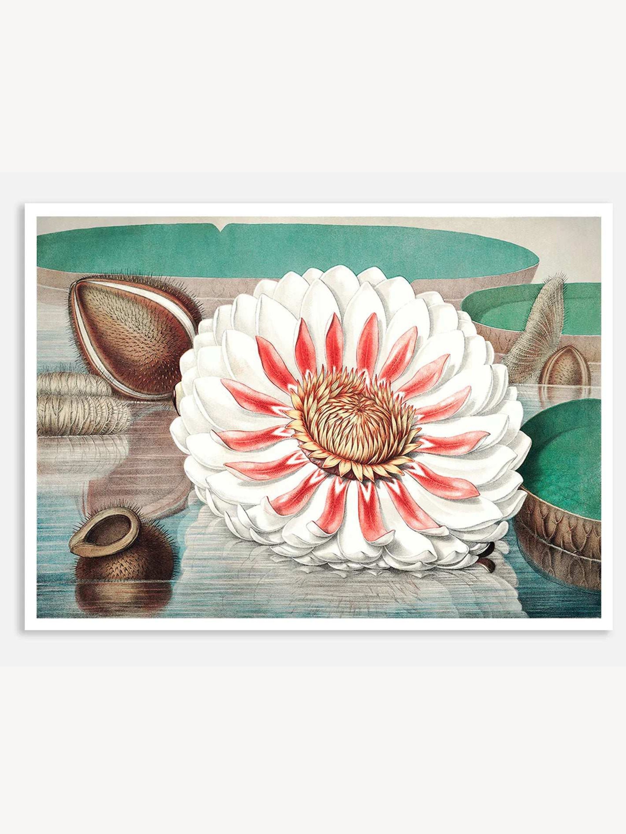 The Great Water Lily of America (1854) I Digital Art Print