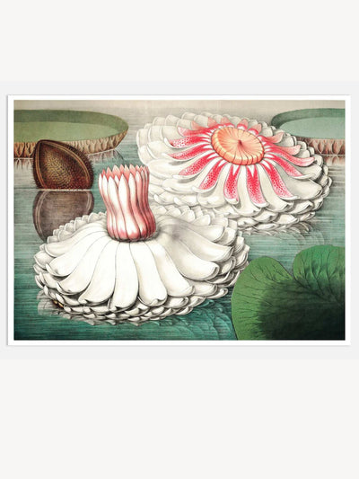 The Great Water Lily of America (1854) III Digital Wall Art