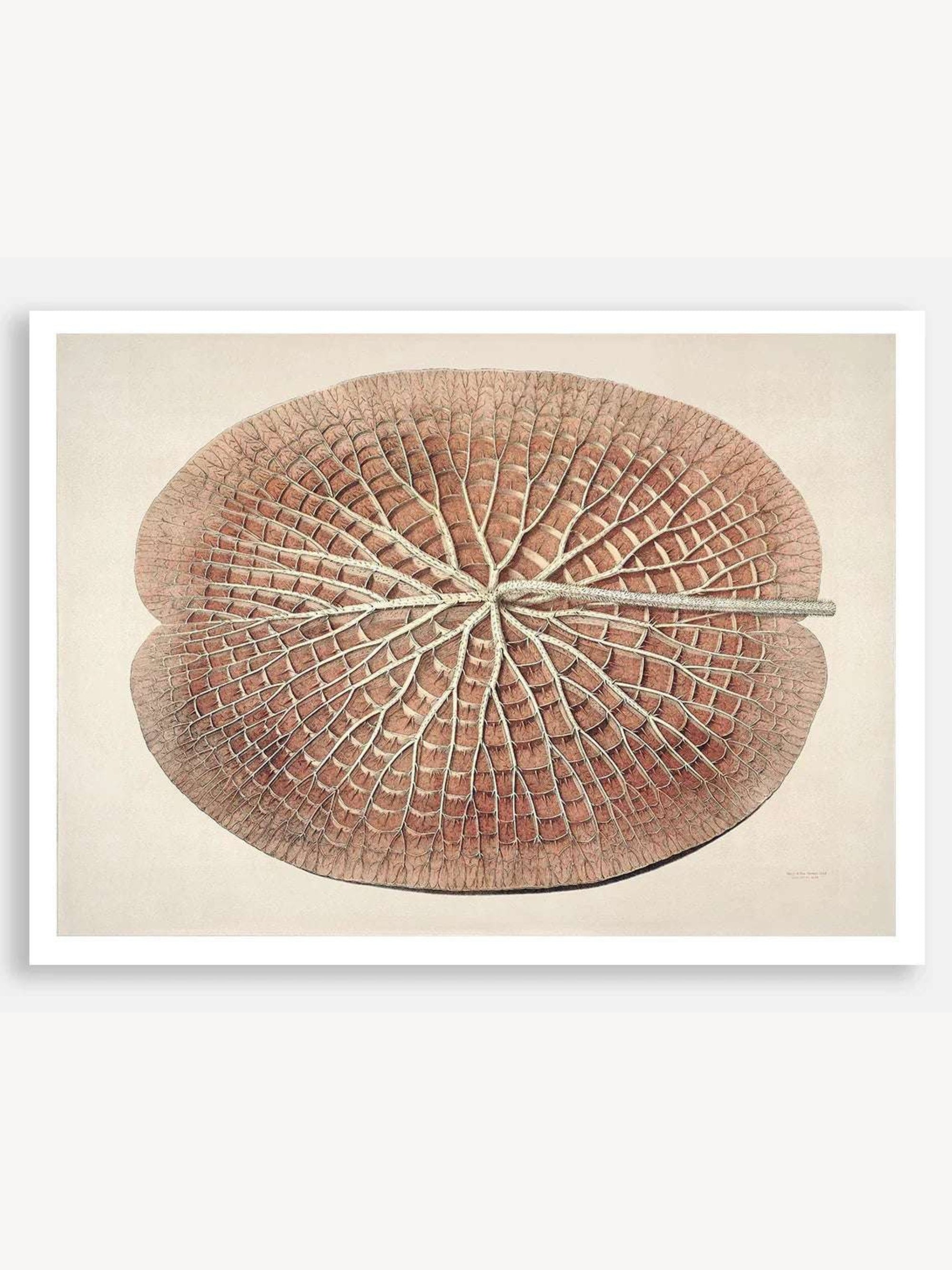 The Great Water Lily of America (1854) IV Digital Art Print