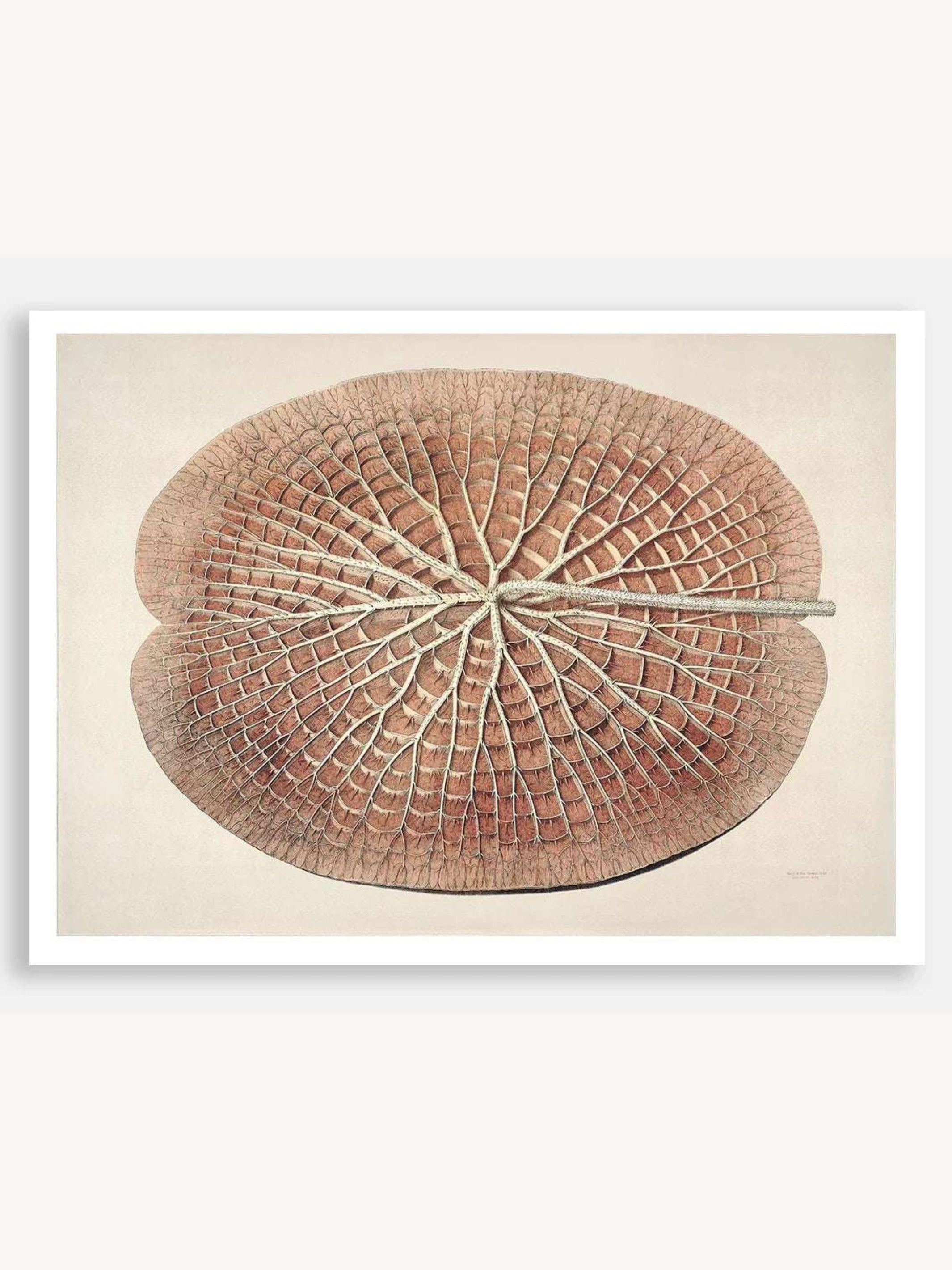 The Great Water Lily of America (1854) IV Digital Art Print