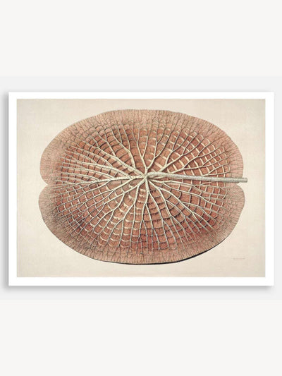 The Great Water Lily of America (1854) IV Digital Art Print