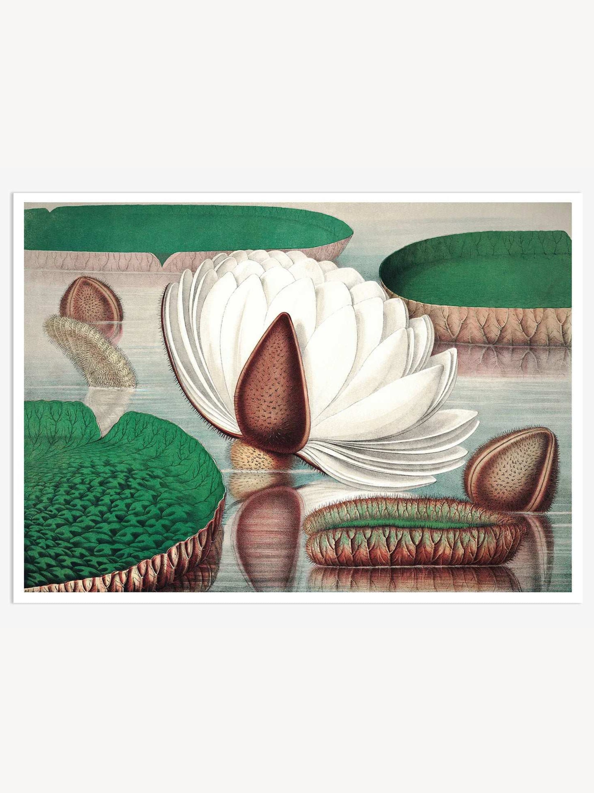 The Great Water Lily of America (1854) - V Vintage Digital Art