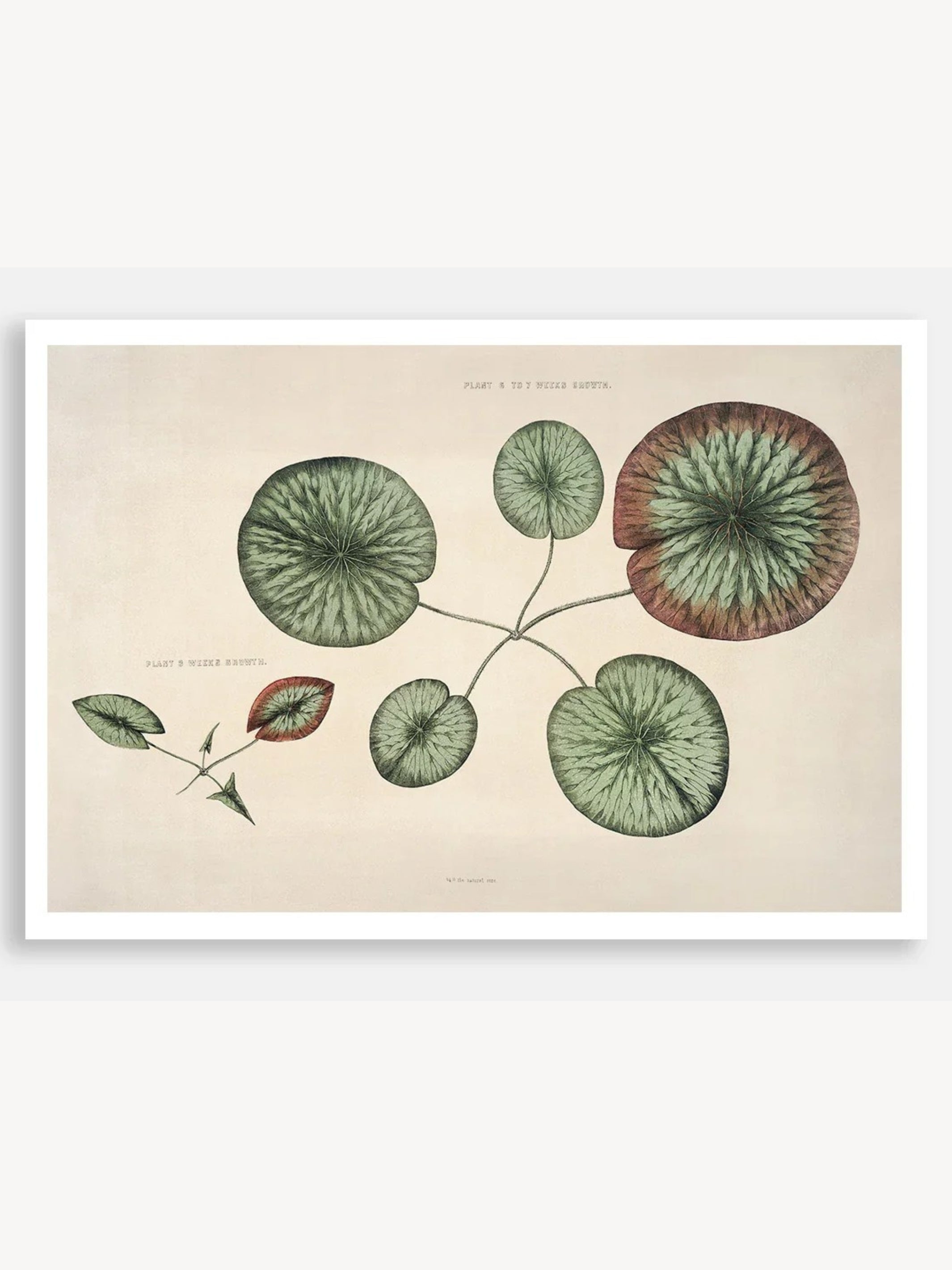 The Great Water Lily of America (1854) - VI