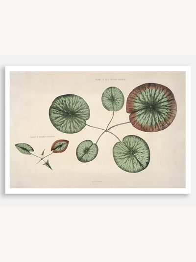 The Great Water Lily of America (1854) - VI