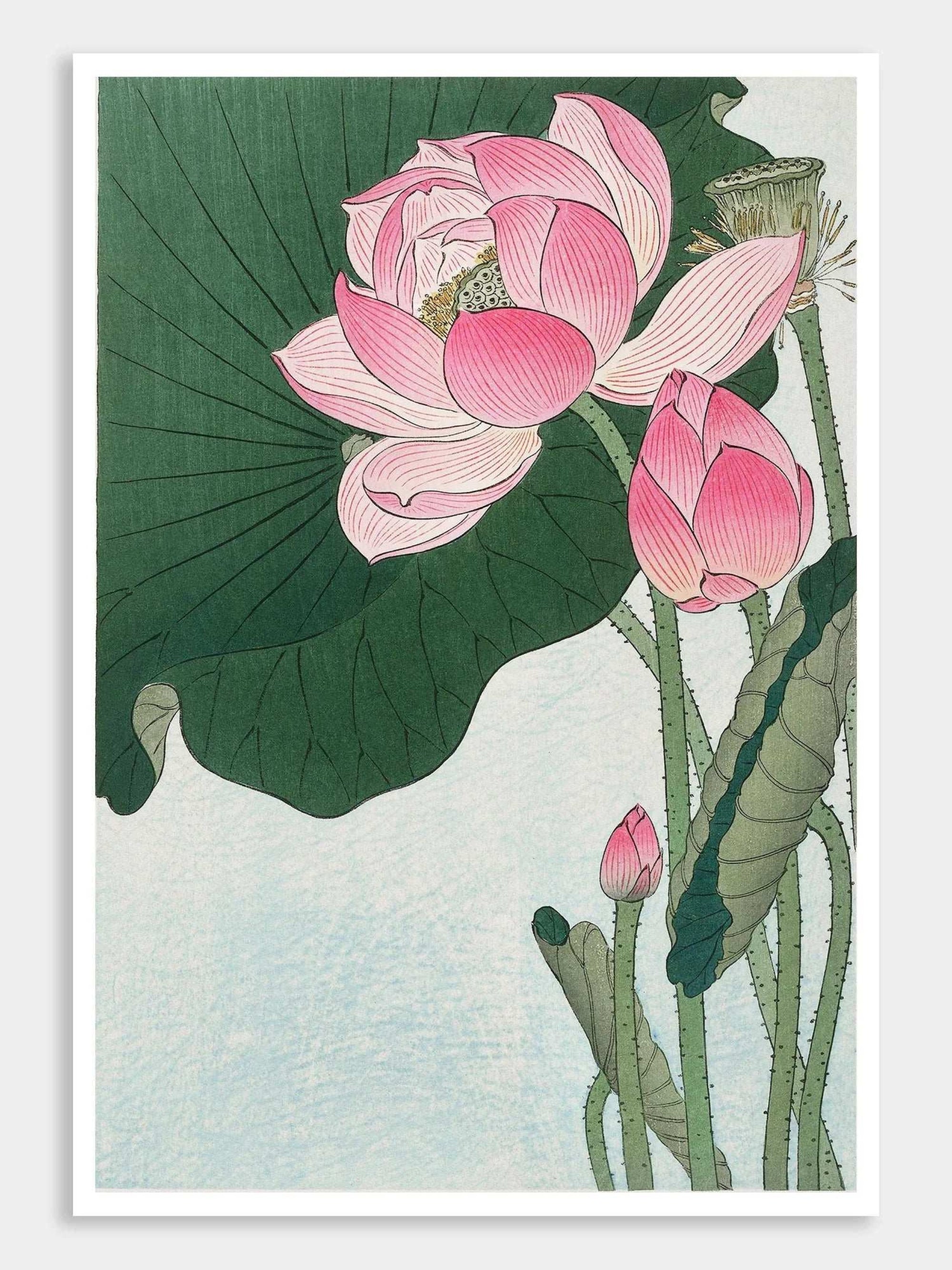 Blooming lotus flowers (1920 - 1930) Vintage Digital Art Prints