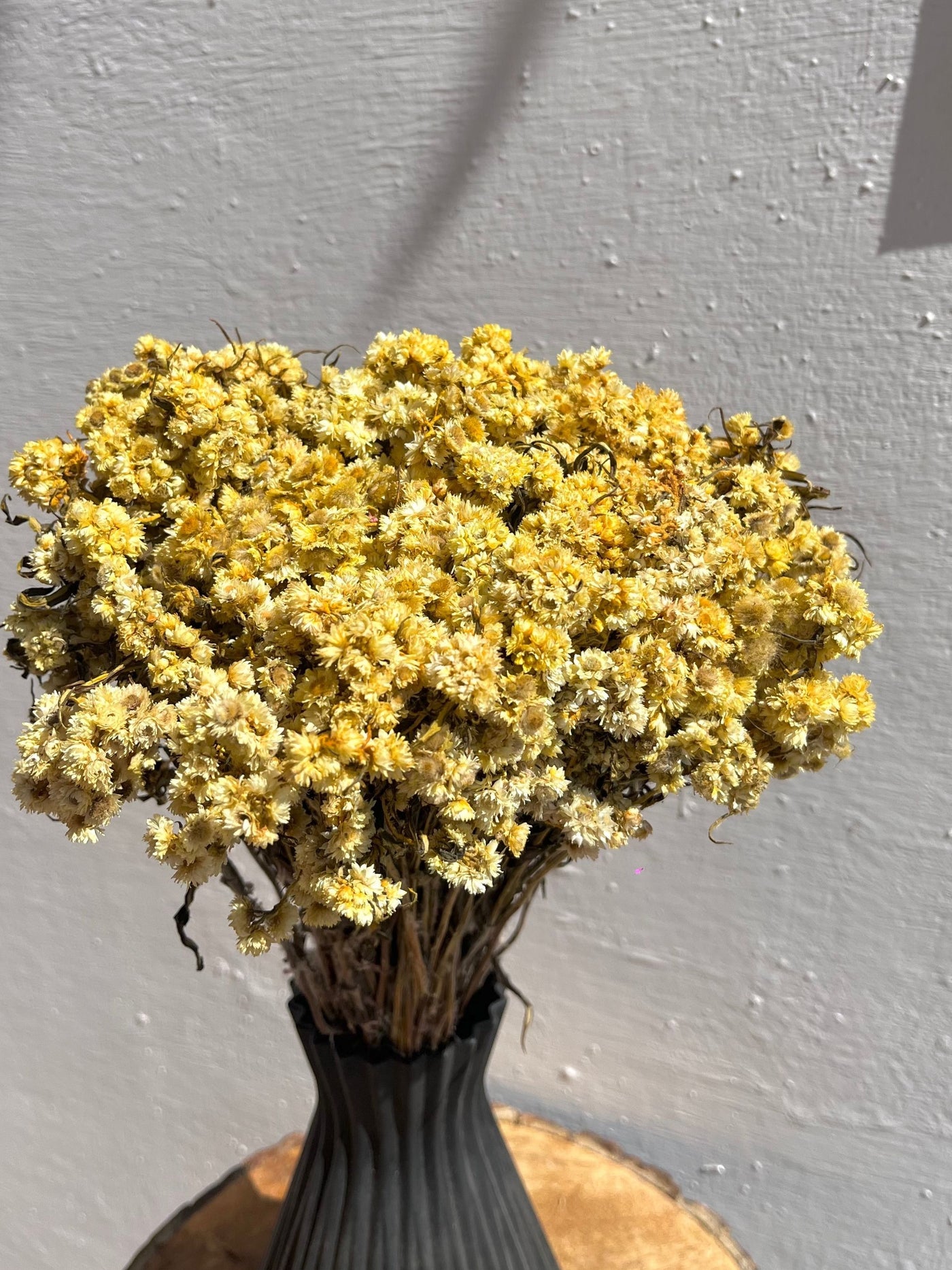 Real Dried Daisy Flowers