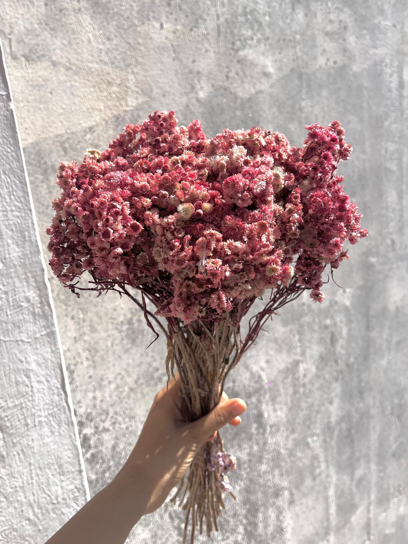 Real Dried Daisy Flowers