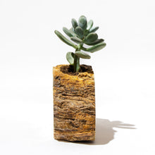 Semi Precious Planter-Yellow Lace