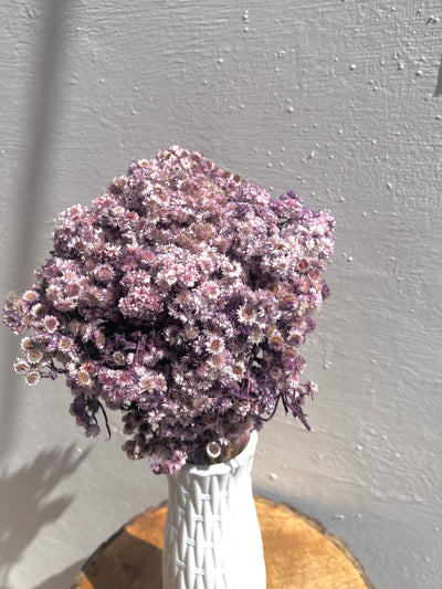 Real Dried Daisy Flowers