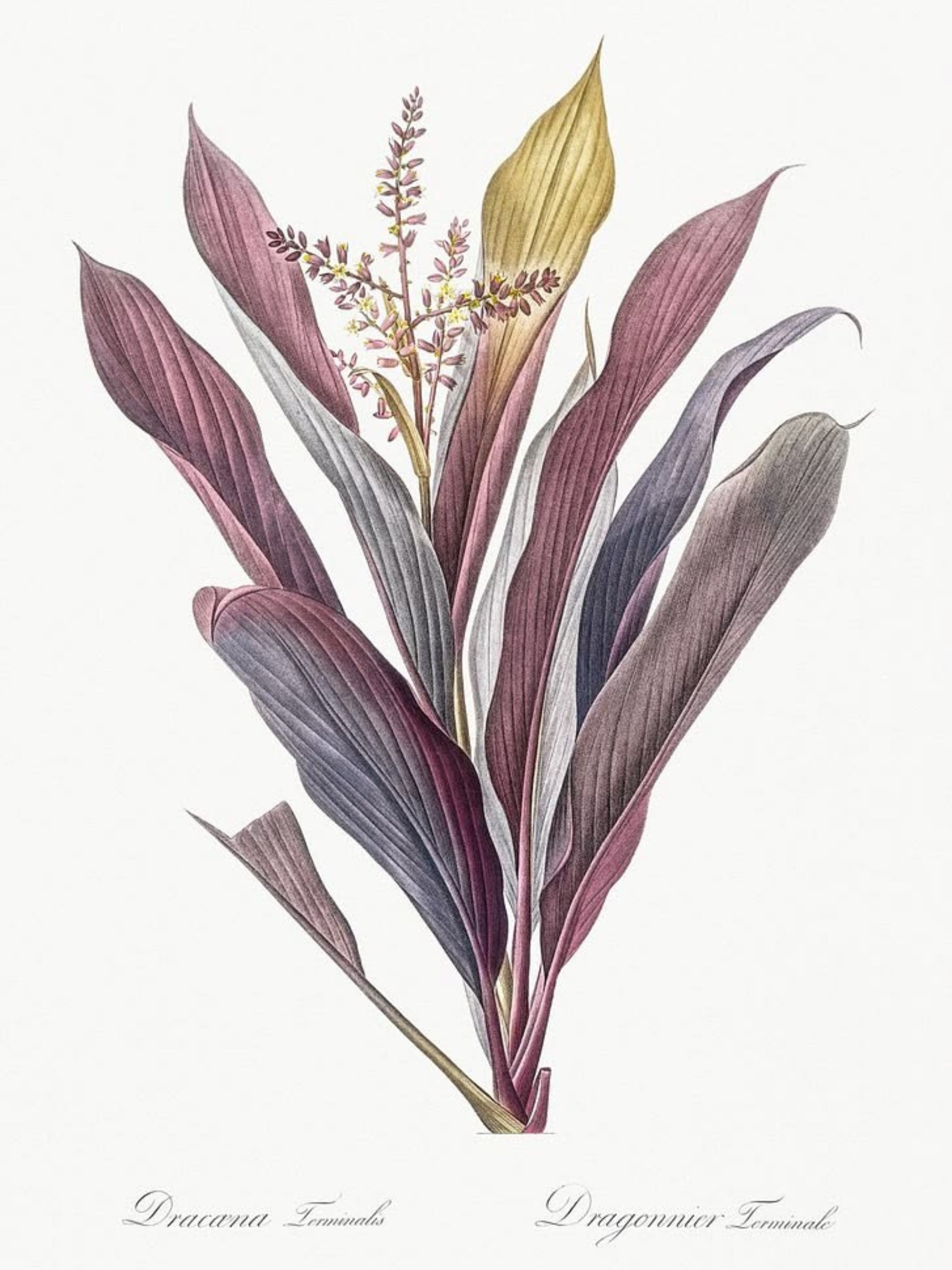 Botanical Fusion Art Prints (Set of 3)