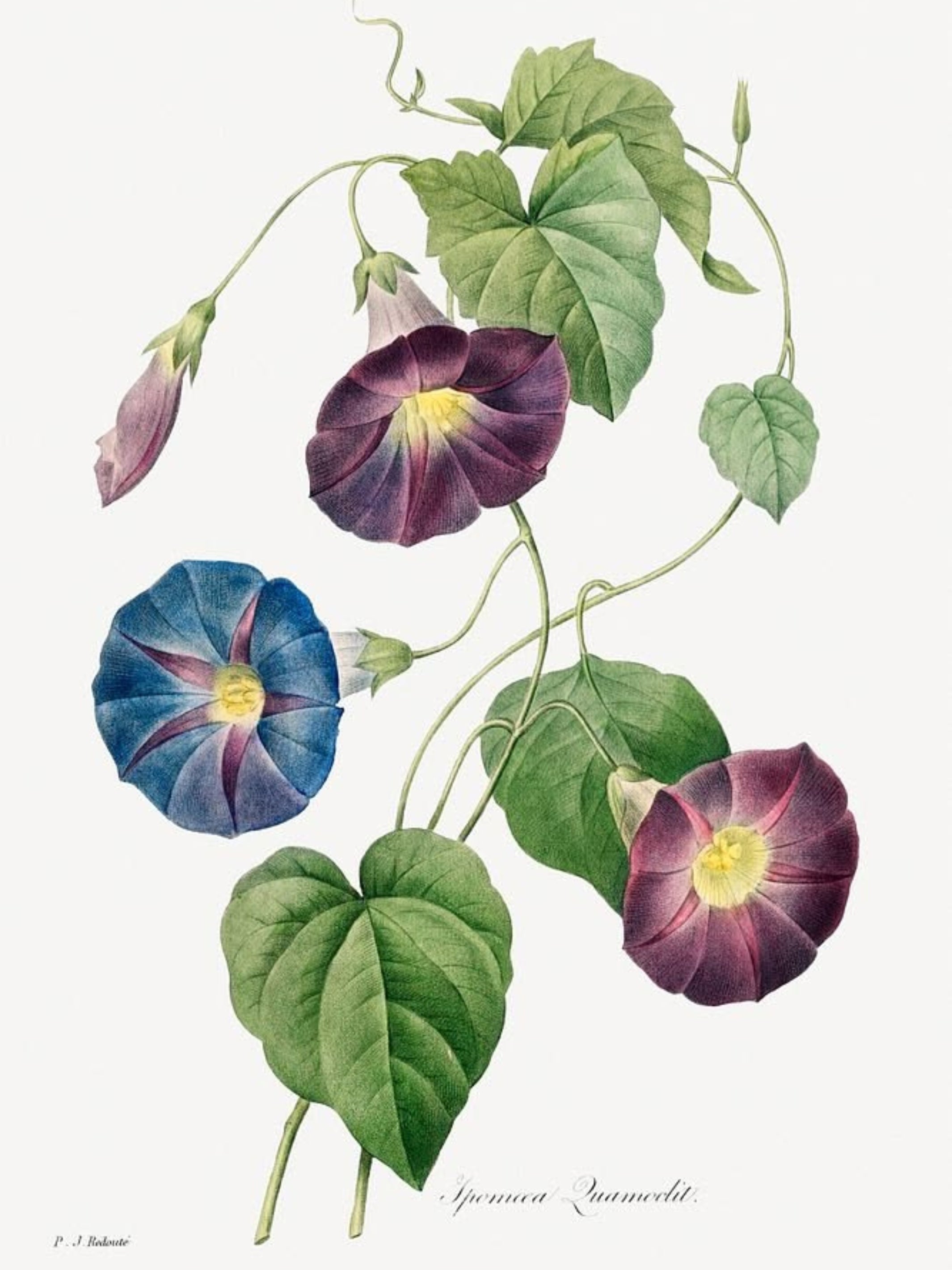 Botanical Fusion Art Prints (Set of 3)