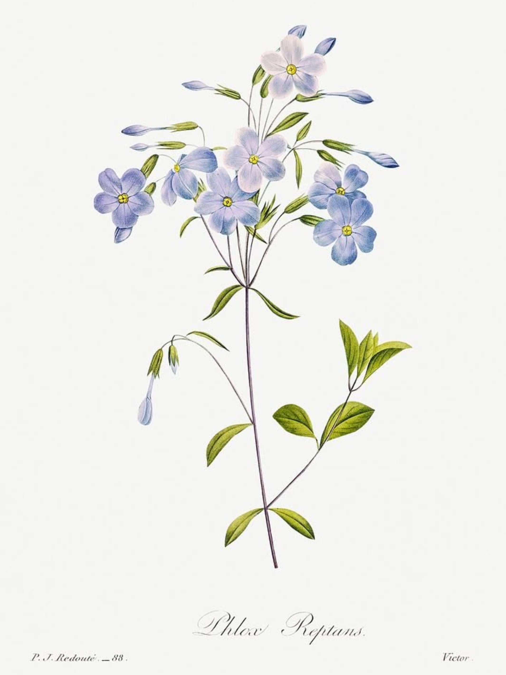 Classic Botanicals Art Prints (Set of 6)