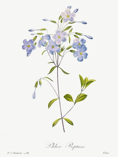 Classic Botanicals Art Prints (Set of 6)