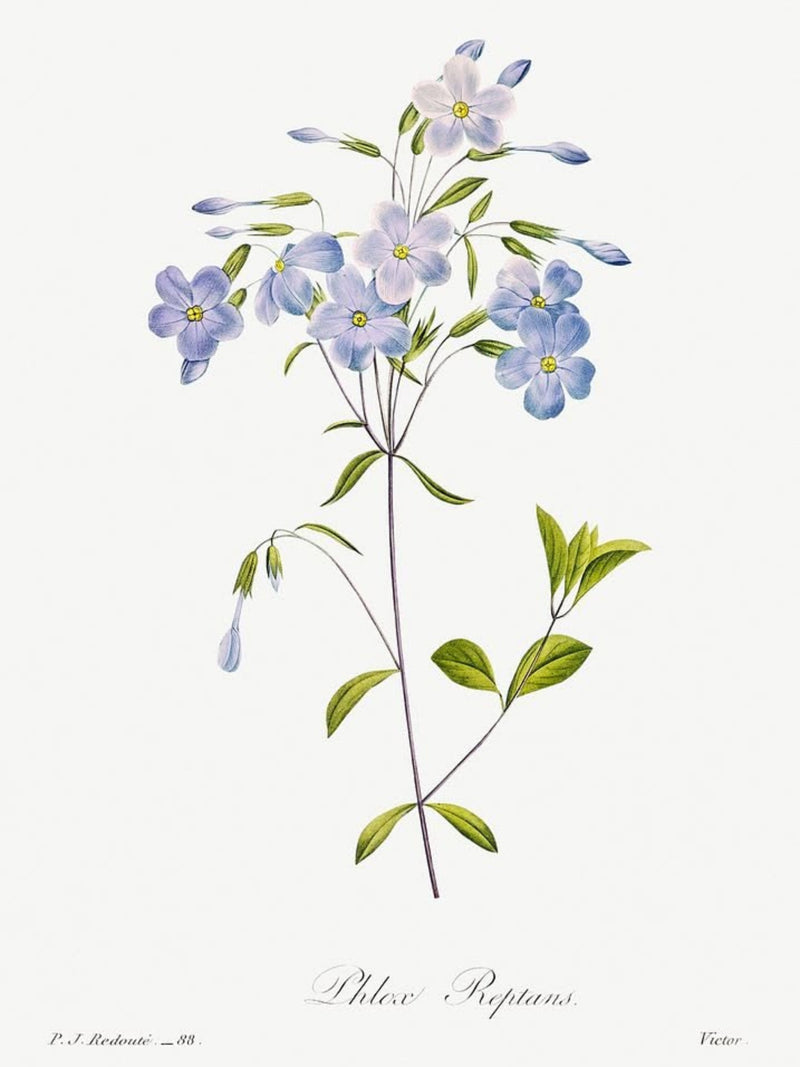 Classic Botanicals Art Prints (Set of 6)