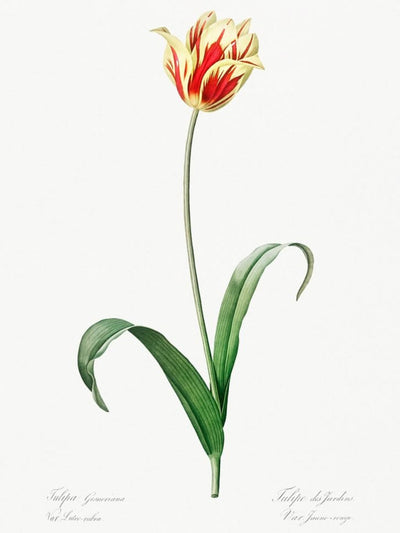 Classic Botanicals Art Prints (Set of 6)