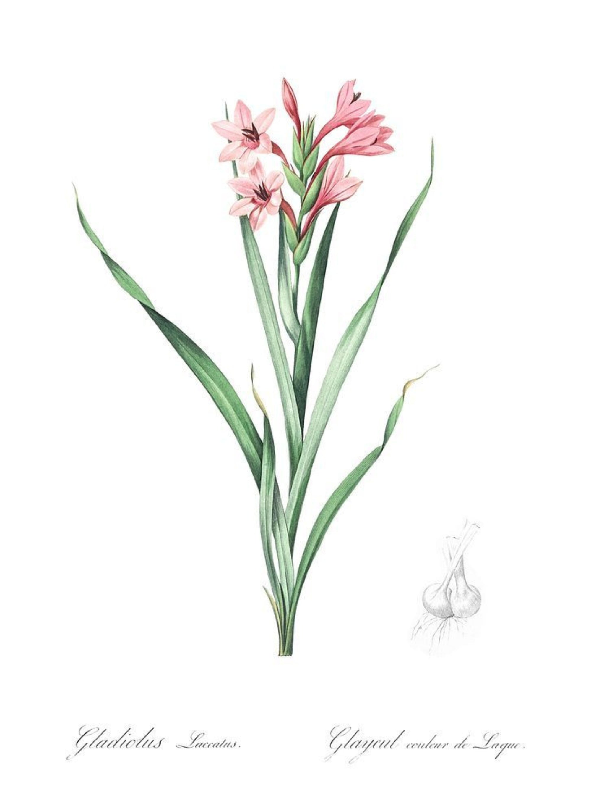 Classic Botanicals Art Prints (Set of 6)