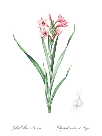 Classic Botanicals Art Prints (Set of 6)