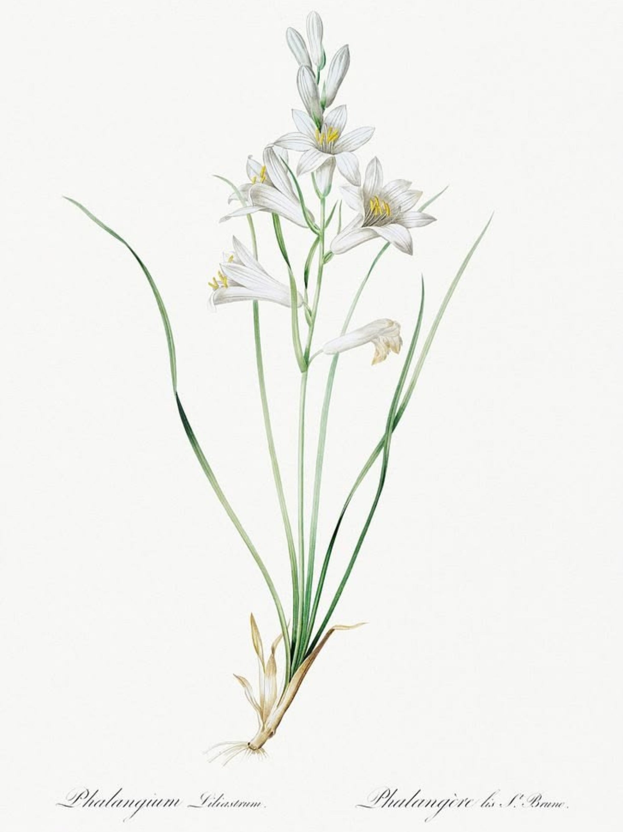 Classic Botanicals Art Prints (Set of 6)