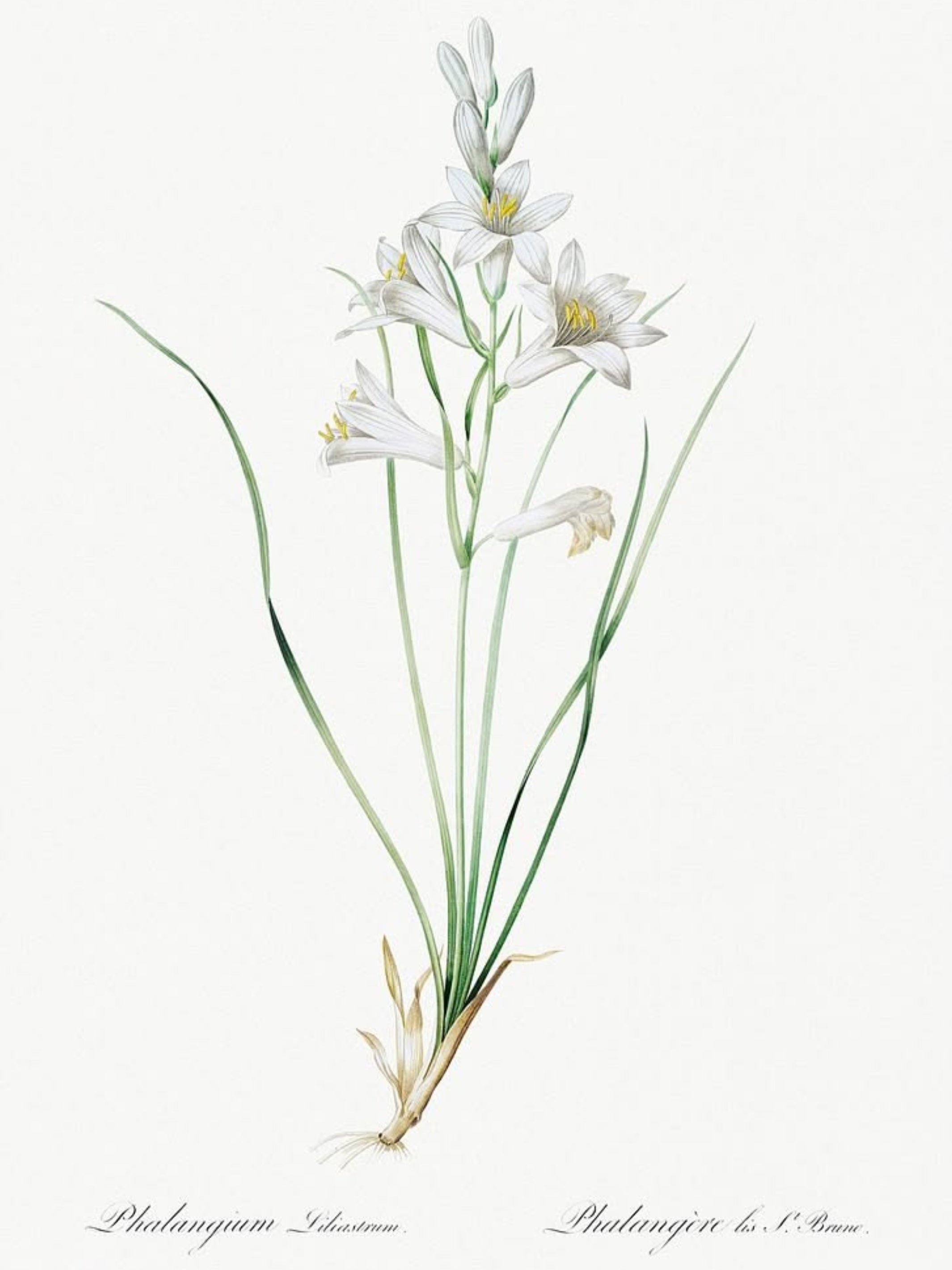 Classic Botanicals Art Prints (Set of 6)