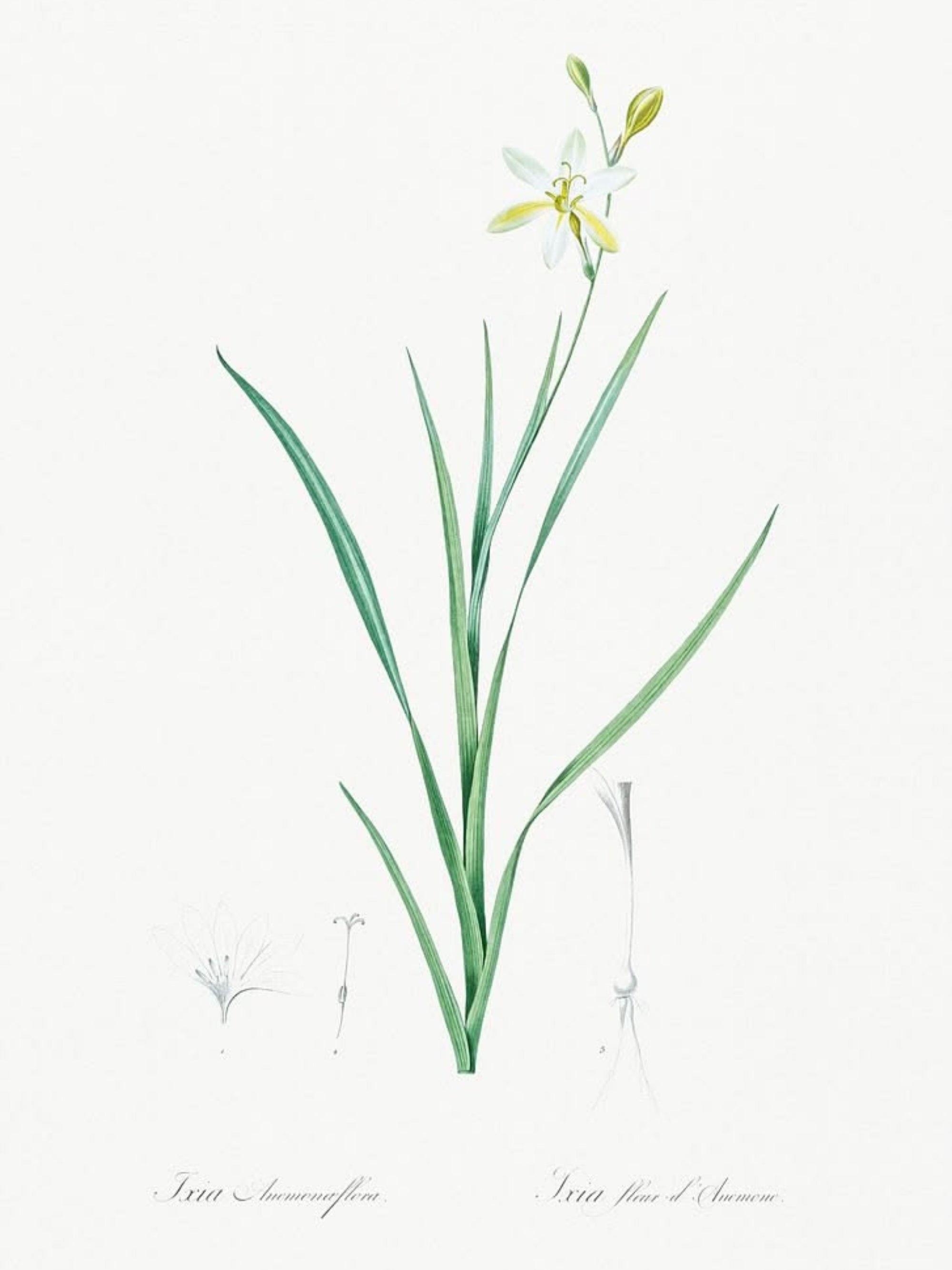 Classic Botanicals Art Prints (Set of 6)