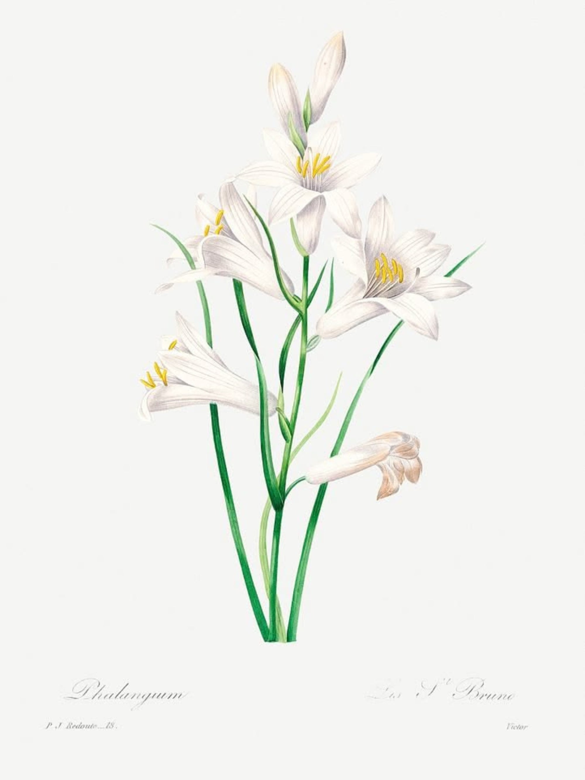 Classic Botanicals Art Prints (Set of 6)