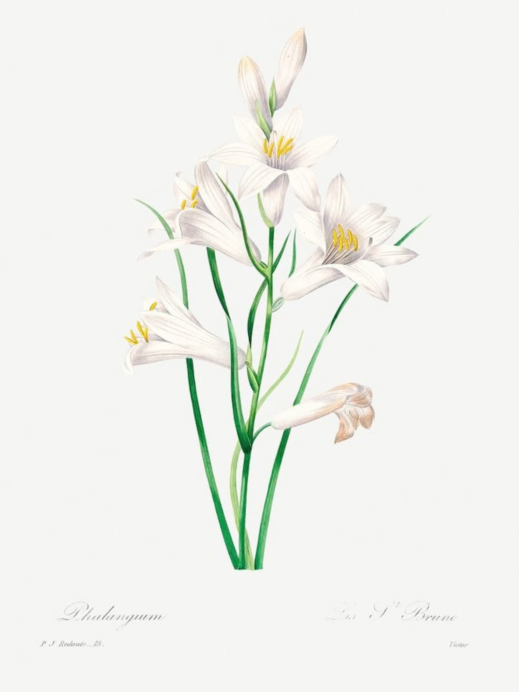 Classic Botanicals Art Prints (Set of 6)