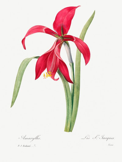Crimson & Ivory Botanicals Art Prints (Set of 3)