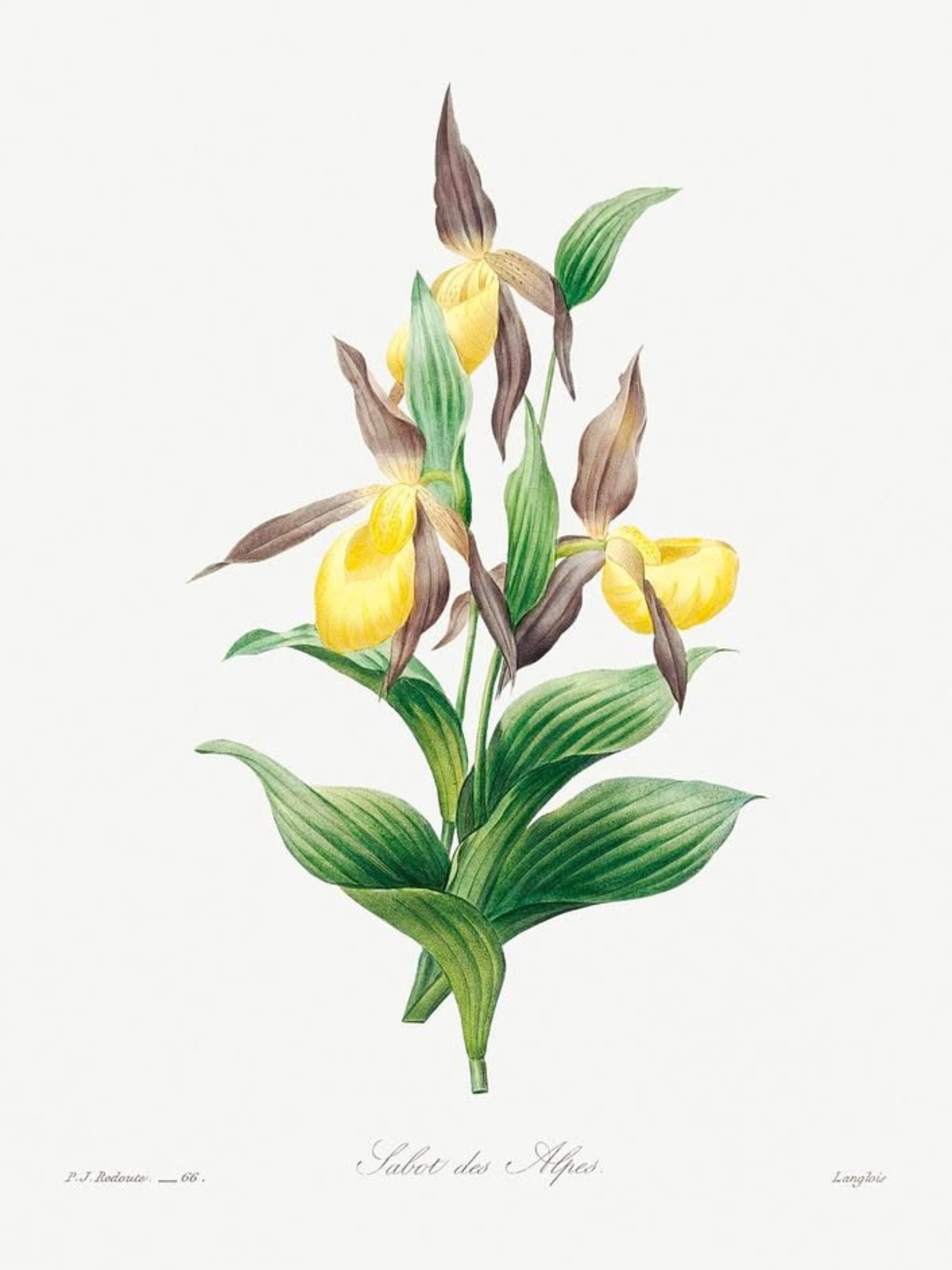 Blush and Gold Botanicals Luxury Art Prints (Set of 4)