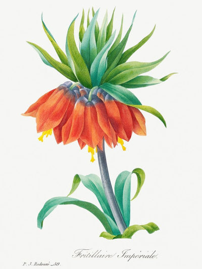 Radiant Botanicals Prints Modern Floral Art (Set of 2)