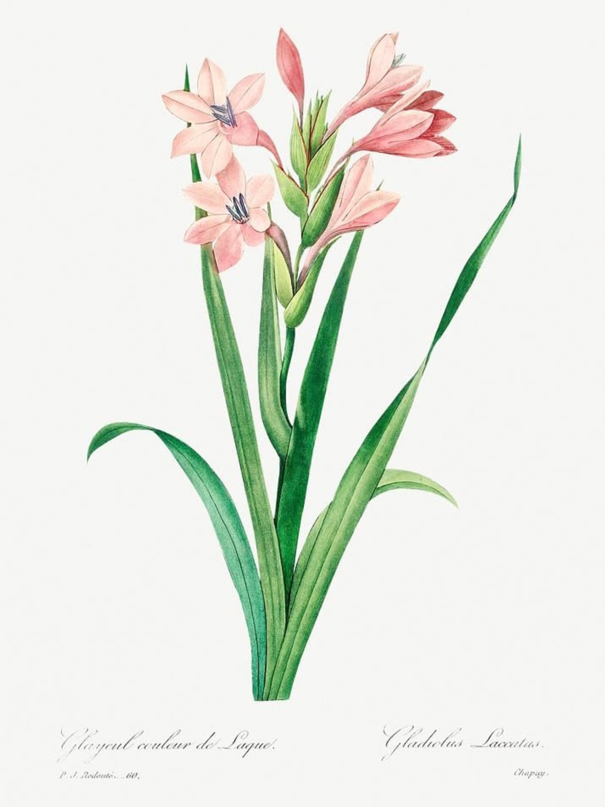 Blush and Gold Botanicals Luxury Art Prints (Set of 4)