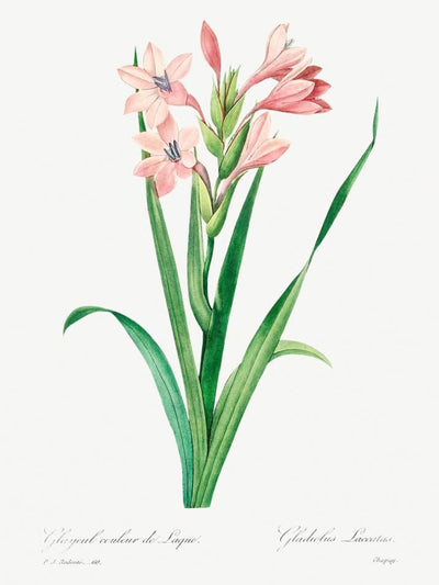 Blush and Gold Botanicals Luxury Art Prints (Set of 4)
