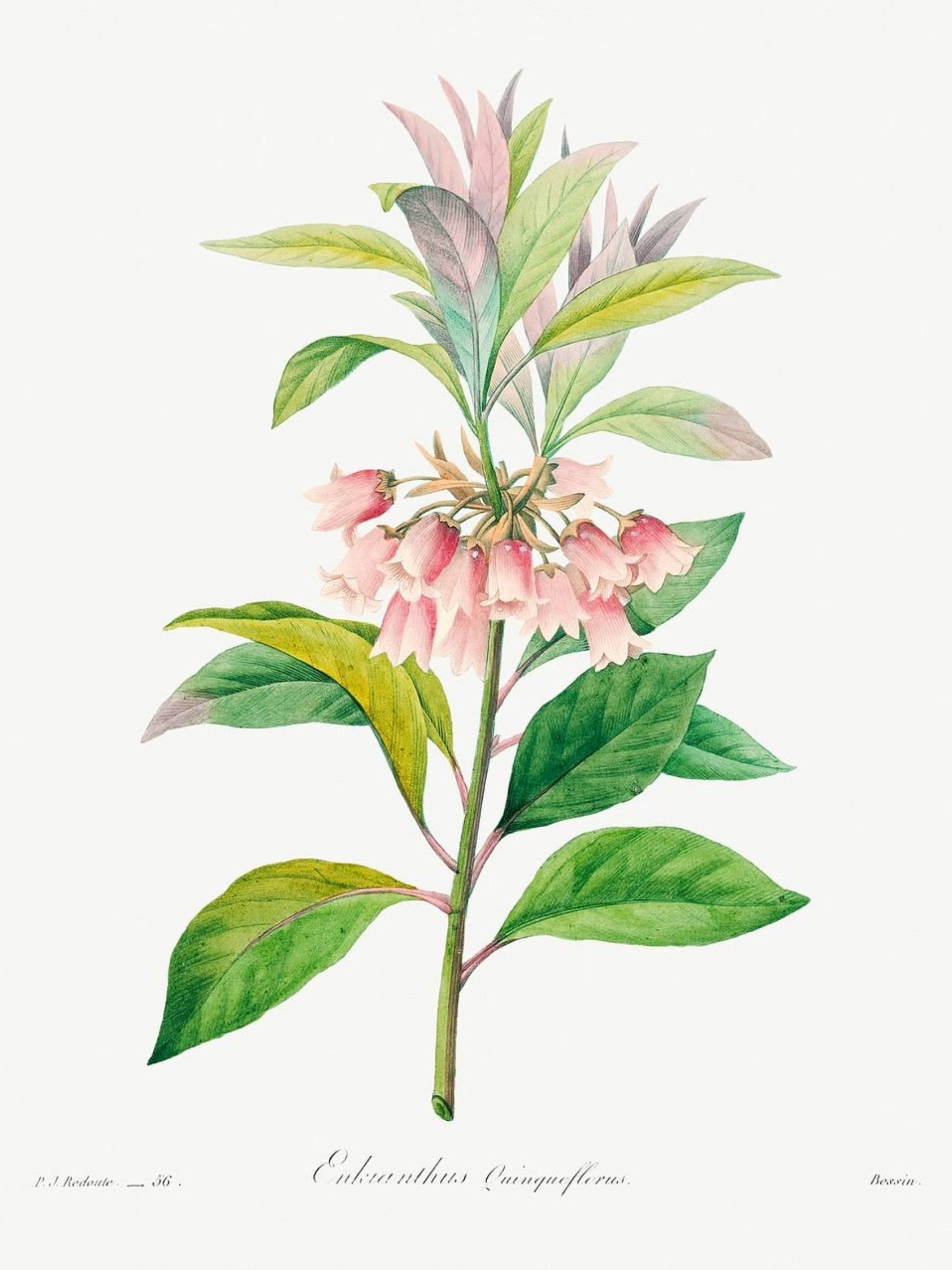 Blush and Gold Botanicals Luxury Art Prints (Set of 4)