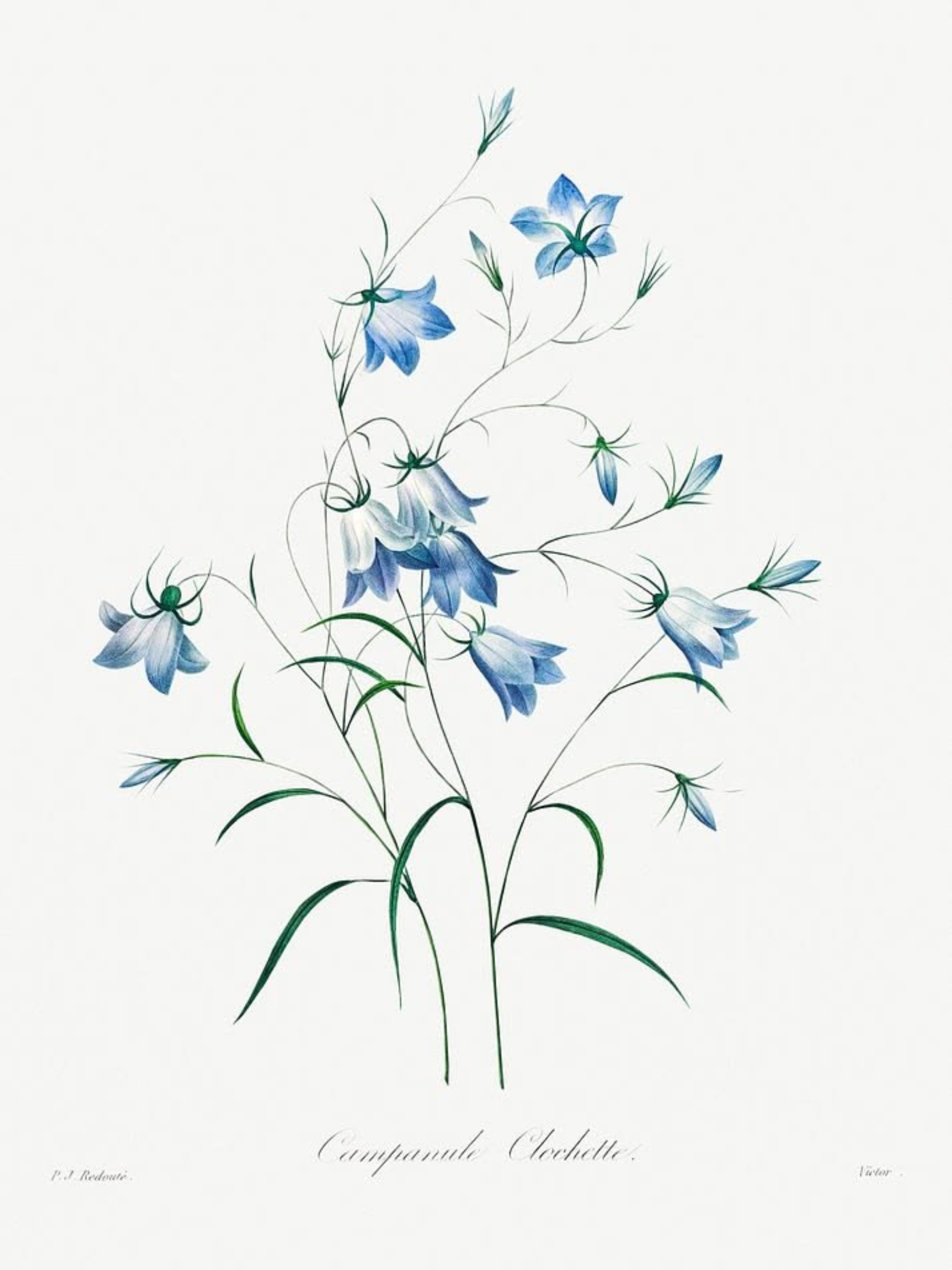 Blue Bloom Botanicals (Set of 4)